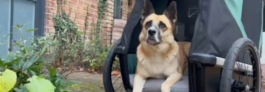 urlaub-mit-fahrrad-hygge-haus Hund im Fahrradanhänger von Thule